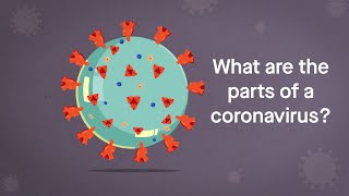 Coronavirus Anatomy Explained Science Simplified [upl. by Howlond938]