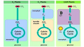 Types of Photosynthesis in Plants C3 C4 and CAM [upl. by Cia]