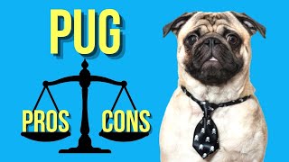 Pug Pros and Cons  A Must Watch for New Potential Pug Owners [upl. by Schonfeld323]