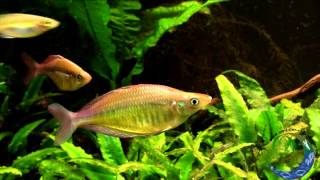 Chilatherina fasciata Pagai Village  Regenbogenfisch [upl. by Ahseiat]