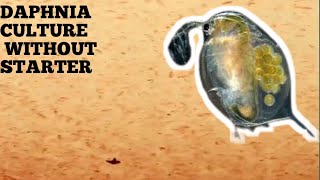 HOW TO CULTURE DAPHNIA NATURALLY WITHOUT A STARTER [upl. by Nnilsia]