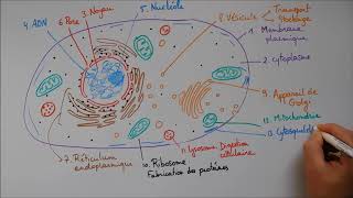 Structure cellulaire 2  ribosome lysosome mitochondrie cytosquelette centrosome [upl. by Jacobson462]