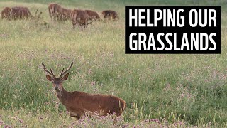 Helping to protect grasslands  Future Visions  WWF [upl. by Ainesey88]