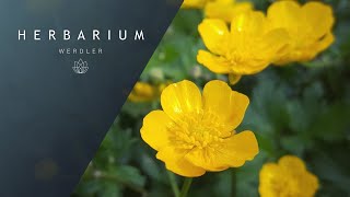 Ranunculus repens  Creeping Buttercup [upl. by Nnair]