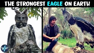 Harpy Eagle Hunting Techniques [upl. by Mallina]