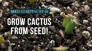 How To Grow Cactus From Seed  Starting Seeds Ep1 [upl. by Cesar]