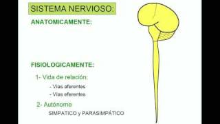 SISTEMA NERVIOSO 1 [upl. by Noillid]