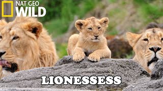 Lion Documentary  New Generation Will They Survive  Wild Life 2020 Full HD 1080p [upl. by Atiuqaj]