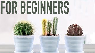 3 EASY CACTI FOR BEGINNERS [upl. by Sine151]