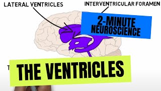 2Minute Neuroscience The Ventricles [upl. by Linker]