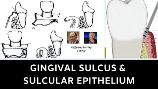 GINGIVAL SULCUS AND SULCULAR EPITHELIUM [upl. by Asirram]