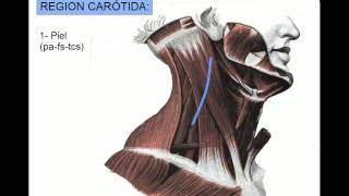 REGION CAROTÍDEA [upl. by Isolda]