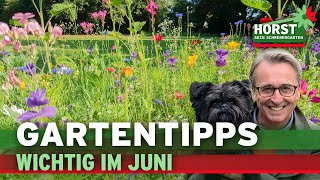 Brennnesselsud Insektengarten Zwiebelblüher  Horst sein Schrebergarten [upl. by Hairej384]