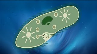 Paramécie vivante observation au microscope [upl. by Arrakat]