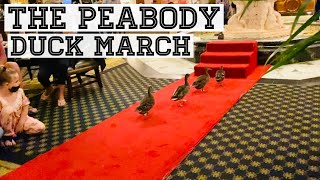 Peabody Memphis Morning Duck March [upl. by Aimat]