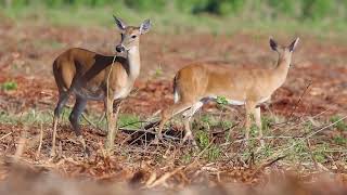 WhiteTailed Deer Odocoileus virginianus [upl. by Nyrual]