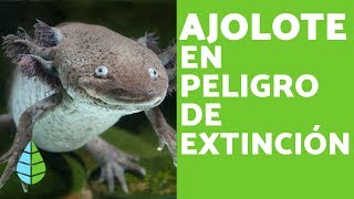 El AJOLOTE en PELIGRO de EXTINCIÓN  CAUSAS [upl. by Enirolf]