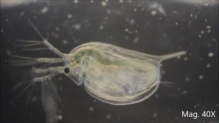 Daphnia magna under the Microscope [upl. by Llennahc582]