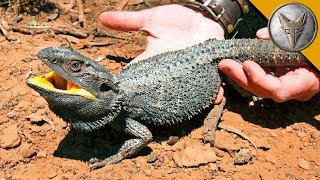 BEARDED DRAGON  Finally Caught One [upl. by Colpin]