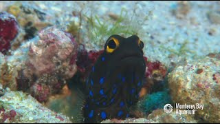 The bluespotted jawfish digs life in the sand [upl. by Annoyek704]