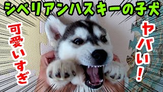 【ハスキー】シベリアンハスキーの子犬が可愛すぎる 2【チビはっちゃん】 [upl. by Mada]