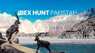 Ibex Hunt  Gilgitbaltistan [upl. by Vick553]