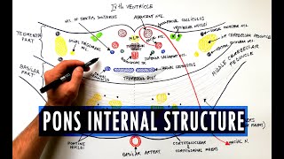 Pons  Cross section  Internal structure  Neuroanatomy Tutorial [upl. by Baugh]