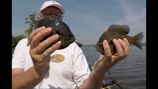 Reelfoot Lake Slab Bluegill [upl. by Cross909]