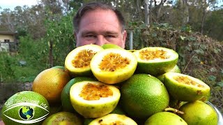 5 Tips How To Grow a Ton of Passionfruit From ONE Passion Fruit [upl. by Nicholson]