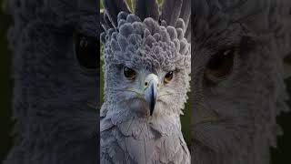 Harpy eagle [upl. by Pilar]