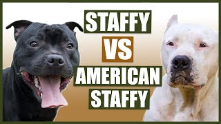 STAFFORDSHIRE BULL TERRIER vs AMERICAN STAFFORDSHIRE BULL TERRIER [upl. by Fanechka]