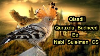 Qisadii Quruxda Badneed Ee Nabi Suleiman Cs [upl. by Yenor]