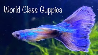 WORLD CLASS FANCY GUPPIES Full Guppdate at Prestige Aquatics [upl. by Joyann]