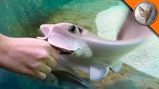 Stingray Feeding Time [upl. by Llebasi]