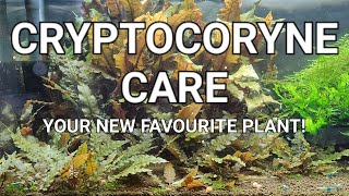 Cryptocoryne Care Guide  Crypt Melt Planting Trimming And Propagating Your Crypts [upl. by Eiramanin]