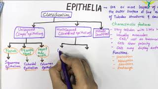 EPITHELIUM  Classification  Basic Histology [upl. by Auhsoj633]