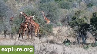 Giraffe Neck Battles [upl. by Eggett]