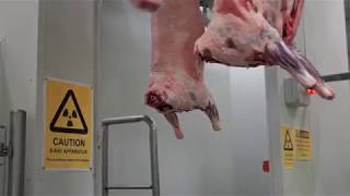 Automated Lamb Processing at JBS Bordertown [upl. by Cho]