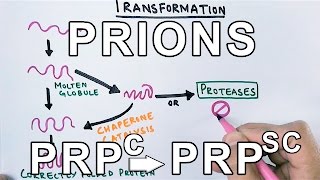 PrionsWhat are they  Protein Misfolding Mechanism [upl. by Cirdes]