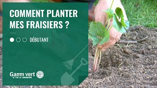 TUTO Comment planter mes fraisiers  Jardinerie Gamm vert [upl. by Sclar]