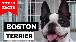 Boston Terrier  Top 10 Facts The American Gentleman [upl. by Bourgeois101]