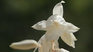 Yucca Plant [upl. by Engapmahc]