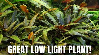 Plant Species Spotlight  Cryptocoryne Wendtii  Great Low Light Plant [upl. by Rebekkah227]