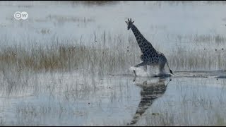 Un millón de especies animales y plantas están en peligro de extinción [upl. by Marozik]