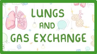 GCSE Biology  Gas Exchange and Lungs 26 [upl. by Ahsitauq]