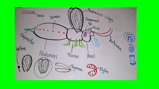 Introduction to Insect Anatomy [upl. by Aihseket898]