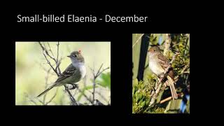 Elaenia Identification [upl. by Gertrude]