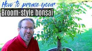 How to prune a bonsai tree for Broom Style  Zelkova Bonsai [upl. by Tallbot]