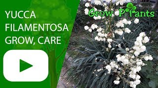 Yucca filamentosa  grow amp care [upl. by Louella]