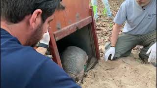 Giant Armadillo Release [upl. by Eirlav909]